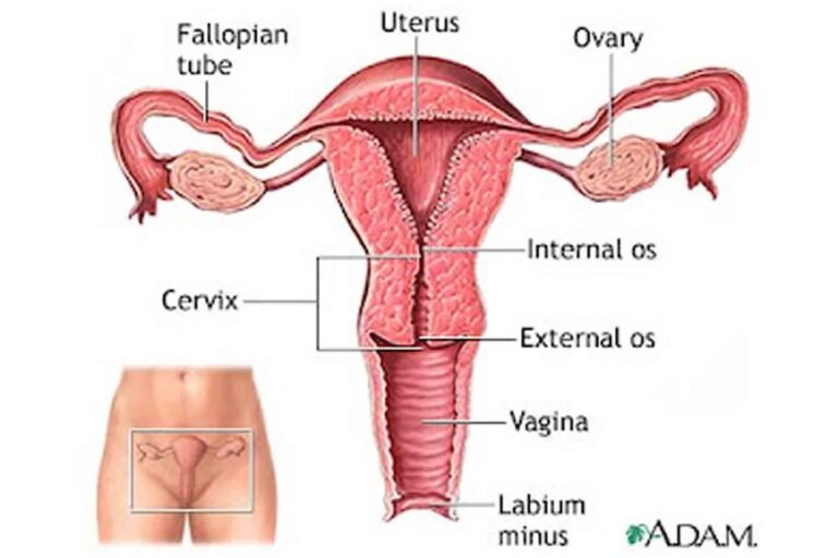 CERVIX CANCER- SIDDHA HEALS….!!! “MY BITTER EXPERIANCE”